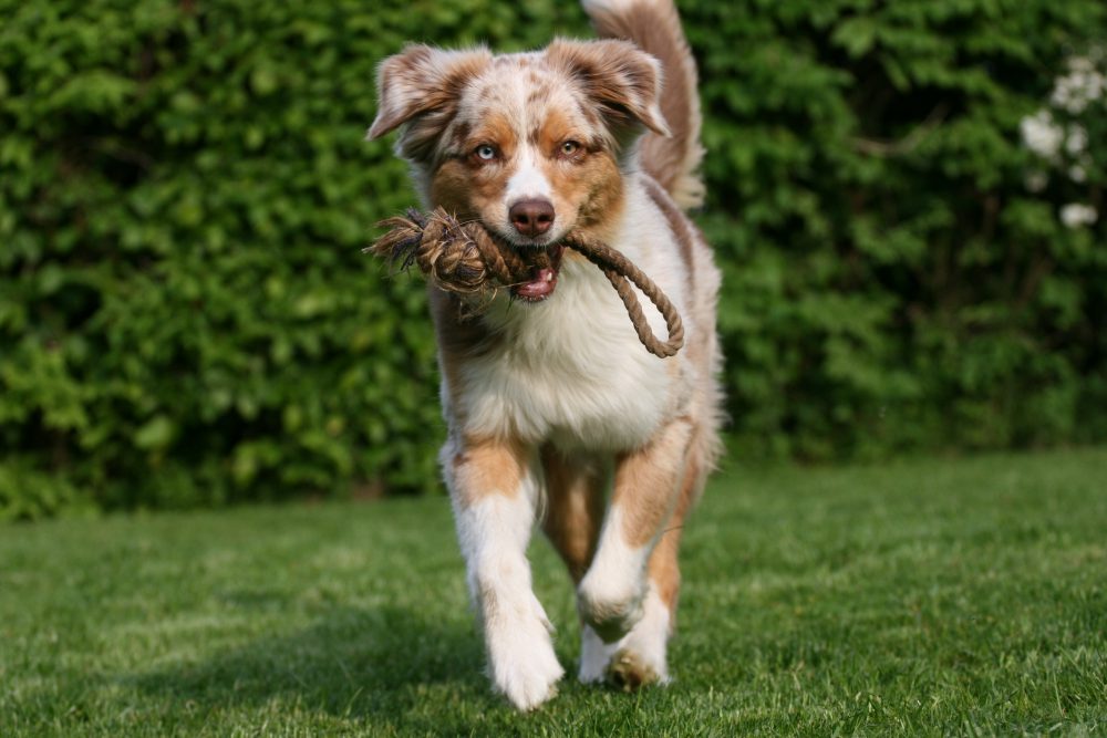 IMG_6324 Hundeschule MATA: Spaß und Action