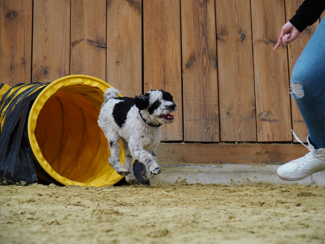 Beschäftigungskurse in der Hundeschule MATA