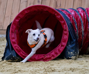 Hunde-Beschäftigungskurse für Verl, Schloß Holte- Stukenbrock, Hövelhof, Oerlinghausen, Bielefeld und Umgebung