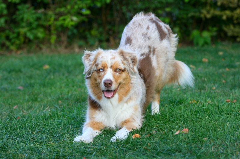 Trick-Kurs in der Hundeschule MATA