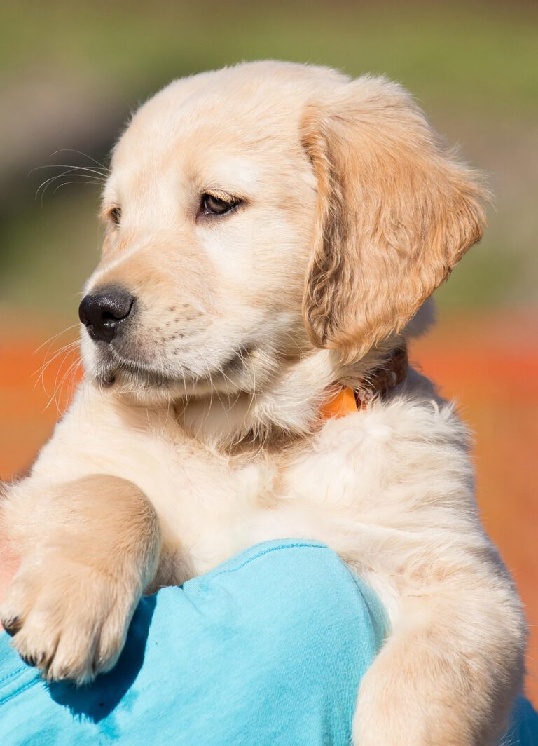 dog, puppy, pet, golden retriever, young, purebred dog, in the free, outdoors, animal, domestic animal