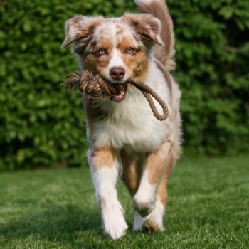 Hundeschule MATA: Spaß und Action